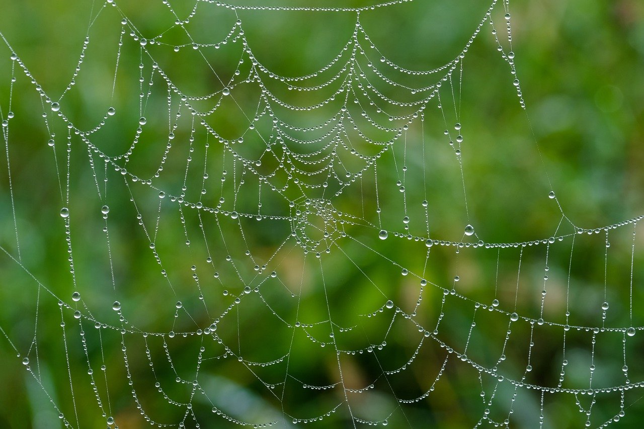 A Network of Life - Understanding Food Webs and Trophic Levels